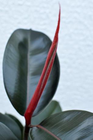 rubberplant, ficus elastica kamerplant