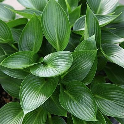 Hosta 'Devon Green'