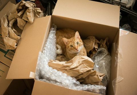 Kat in een verhuisdoos