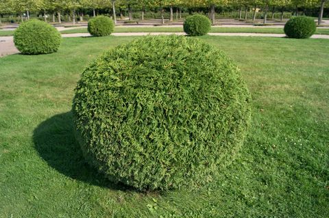 Struik thuja orientalis in de vorm van een balvormige tuin. Afgeronde groenblijvende decoratieve boom