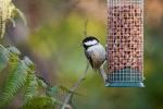Hoe vogels naar je tuin te trekken deze winter