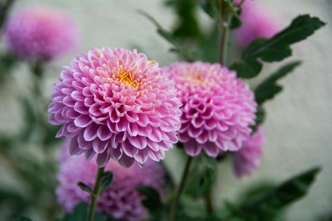 Gewelddadige chrysantenbloem