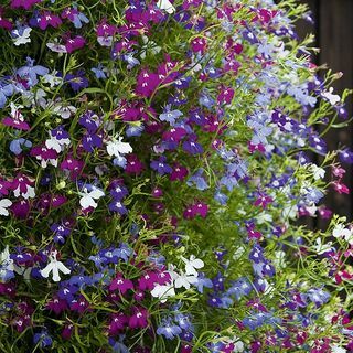 Lobelia Ultra Cascade Gemengd