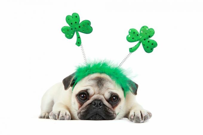 reekalf pug puppy st patrick's day hoofdband dragen op een witte achtergrond