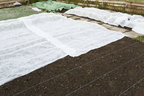 Vorstbeschermingsvellen in een tuin: Wit geweven synthetisch vlies dat zachte jonge groenteplanten bedekt tijdens een late voorjaarsvorst.