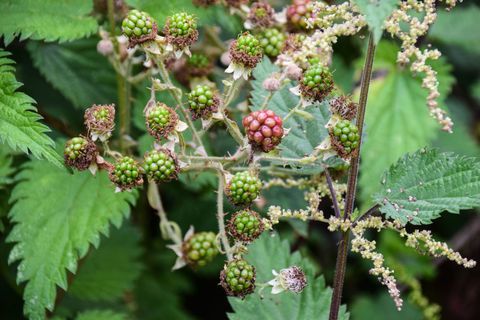 Close-up van Bessen die in Tuin groeien