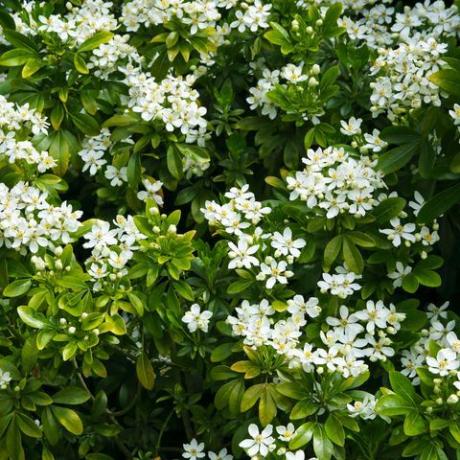 witte lentebloeiende shrup in horizontaal formaat vullend frame, choisya ternata, mexicaans sinaasappel, in Engelse landtuin, Surrey, Engeland, VK