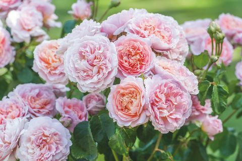 David Austin Roses zal twee nieuwe Engelse rozenrassen onthullen op de RHS Chelsea Flower Show