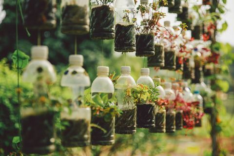 Planten Groeien In Plastic Flessen Opknoping In De Tuin