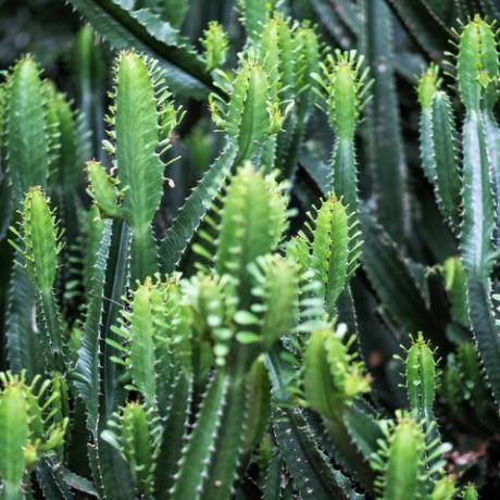 close-upbeeld van euphorbia ingens cactussen