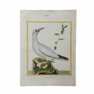18e eeuw Franse vogel gravure