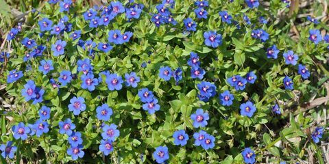 de prachtige anagallis arvensis bloem in de tuin