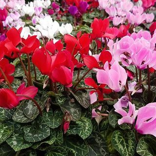 Cyclamen Metis-collectie