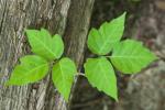 Hoe Poison Ivy te doden, volgens een expert op het gebied van gazononderhoud