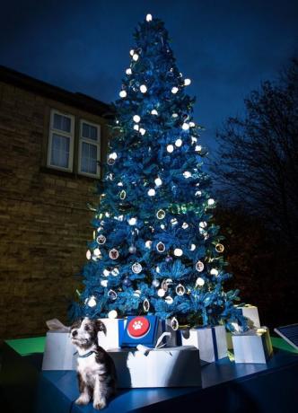 Blue Cross-liefdadigheidsorganisatie lanceert 's werelds eerste door donaties aangedreven kerstboom