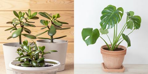 jade plant en philodendron