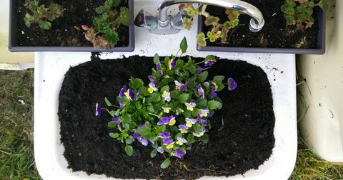 Direct Boven Schot Van Planten Geplant In Wastafel