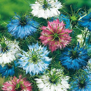 Nigella 'Persian Jewels', Love In A Mist