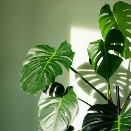 close-up van grote bladeren van de palm van monstera deliciosa in fel verlicht tegen de groene muur de orkaan of zwitserse kaasplant