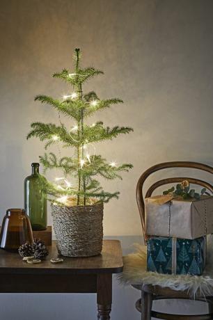 dobbies tuincentrum kerstplanten assortiment