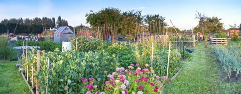 volkstuintje in het voorjaar, als de lente langzaam overgaat in de zomer groeien de planten gezond genaaid panorama