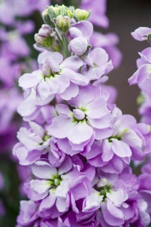 Bloemen die bloeien in juli