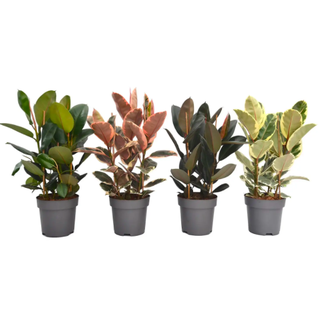 Ficus elastica (Rubberplant)