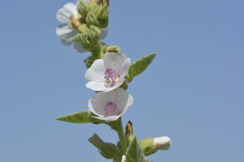 Marsh-malveinstallatie - blauwe hemel