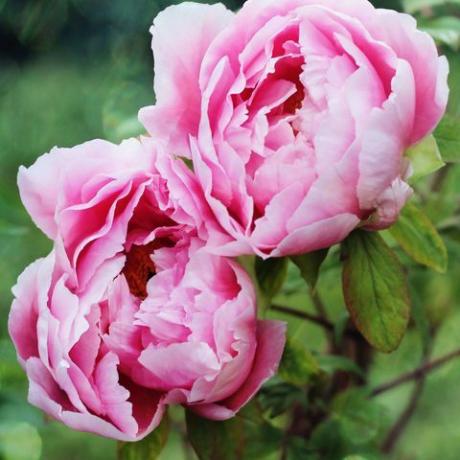 roze pioenrozen in de tuin