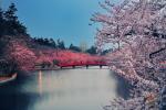 Japanse kersenbloesembomen bloeien 6 maanden te vroeg