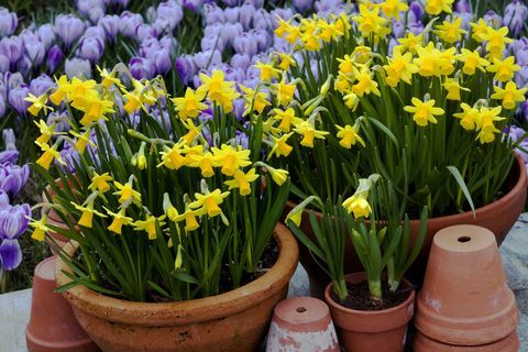 Terracotta containers gevuld met dwerg Narcissen (Narcissus 'tete-a-tete') met Crocus 'pickwick', maart