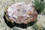 De Pierre Noire-eettafel van Bernhardt is 100 miljoen jaar oud