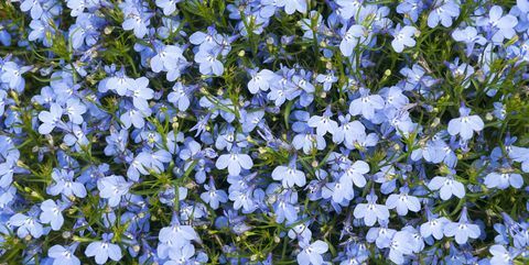 perkplanten, blauwe kardinaalbloem lobelia cardinalis