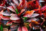 9 prachtige niet-groene planten die je kunt kweken voor een kleurrijke tuin
