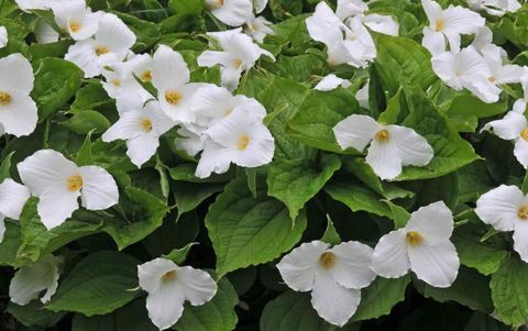 tropische planten-trillium-grandiflorum