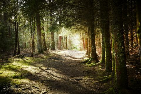 Prachtige bossen in het VK om Forest Bathing te proberen