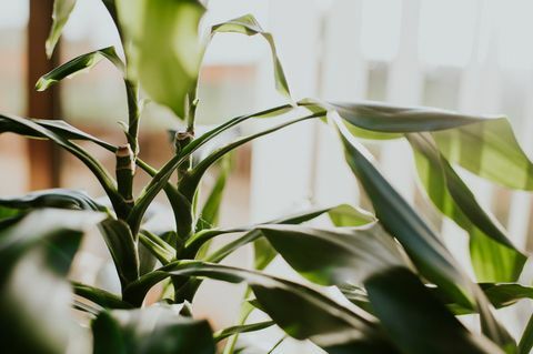 lommerrijke groene plant in een binnenomgeving ruimte voor kopiëren