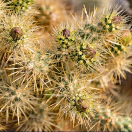 cholla cactus