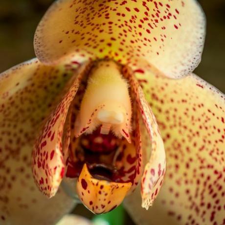 de groene planeet david attenborough's vijfdelige plantenserie over bbc one an orchideebloem acinetia hrubyana