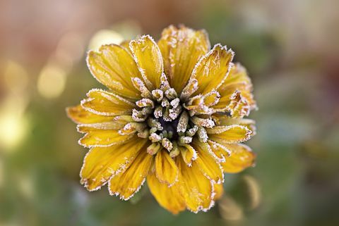 Berijpte gele Rudbeckia-bloem die ook als Coneflower wordt bekend