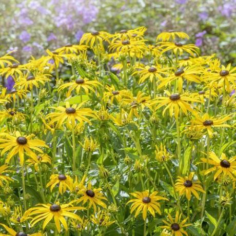 mooie zomerbloeiende, gele rudbeckia fulgida var sullivantii 'goldsturm' black eyed susan bloemen