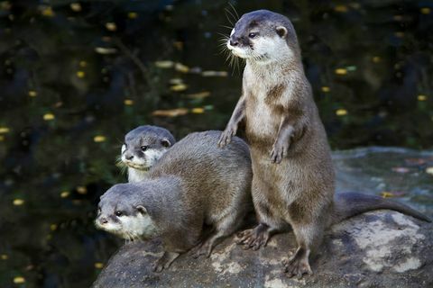 otters