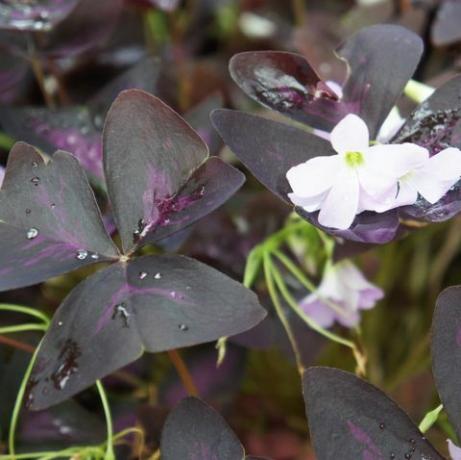 Oxalis regnellii atropurpureum plant met paars blad en witte bloemen