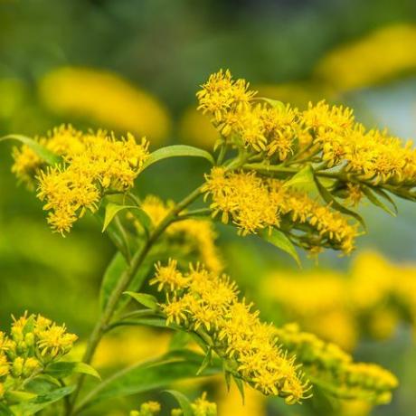 solidago canadensis canadese guldenroede gele zomerbloemen medicinale plant