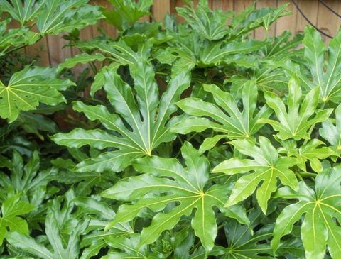 tropische planten-Fatsia-japonica