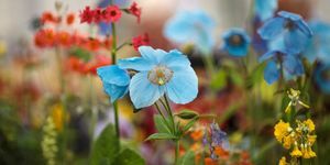 Preview dag van de Chelsea Flower Show 2017