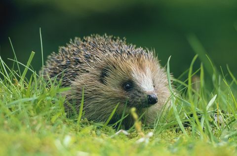 Egel (Erinaceus-europaeus) op groen gras in Schots platteland