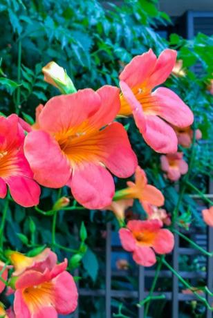 chinese trompetklimplant campsis grandiflora