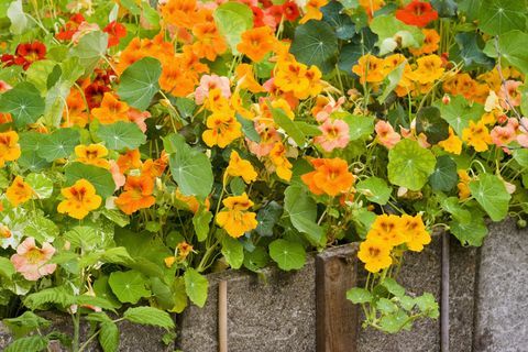 nasturtiums - oranje bloemen