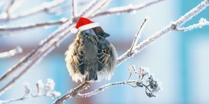 grappige pluizige Mus in een feestelijke rode hoed zittend op de takken bedekt met witte pluizige vorst in het Christmas Park